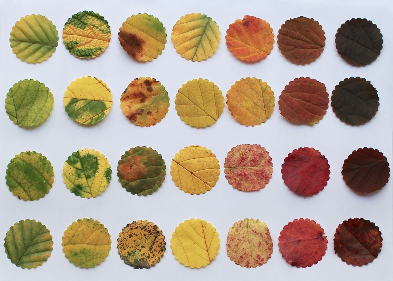 variation, large group of objects, abundance, white background, arrangement, in a row, studio shot, multi colored, still life, side by side, indoors, leaf, order, choice, repetition, group of objects, directly above, food and drink, high angle view, pattern