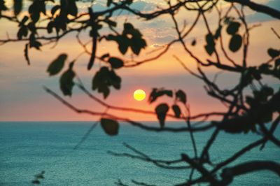 Close-up of silhouette plants by sea against sky during sunset