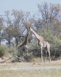 View of two giraffe on land