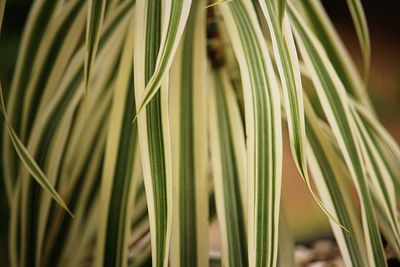 Close-up of palm leaf