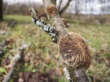 Close-up of dried plant on tree trunk