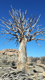 Bare tree on landscape against clear blue sky