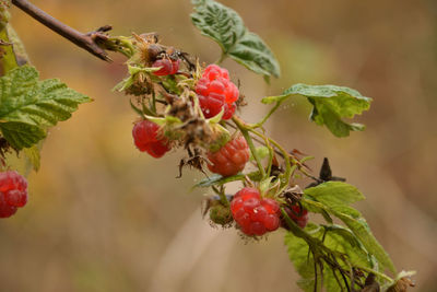 Close-up of red berries growing on plant