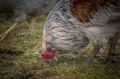 Close-up of rooster on field