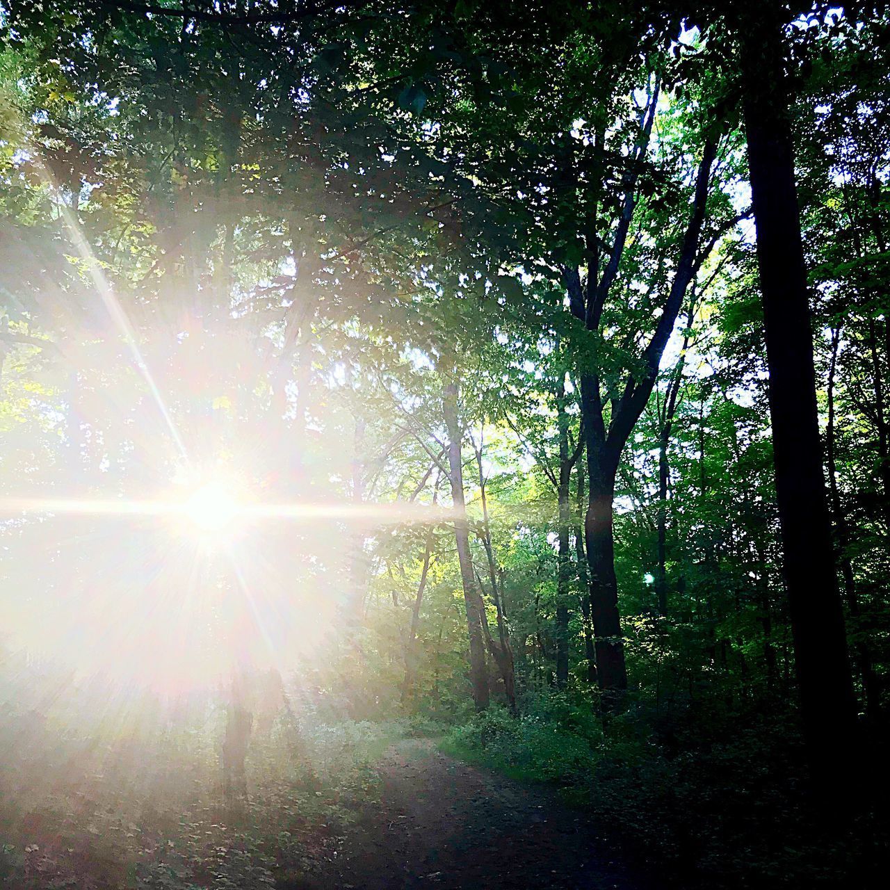 SUNLIGHT STREAMING THROUGH TREES IN THE FOREST