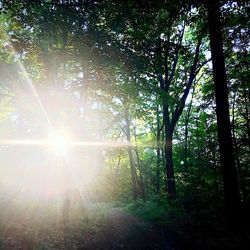 Sunlight streaming through trees in forest