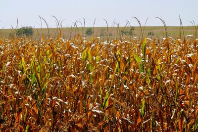 Crops growing on field against clear sky