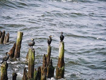 Bird perching on wooden post