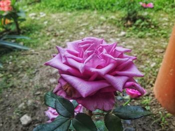 Close-up of pink flower blooming outdoors