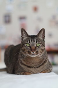 Portrait of tabby cat