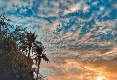 Low angle view of coconut palm tree against sky