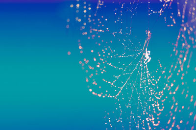 Close-up of spider web against blue background