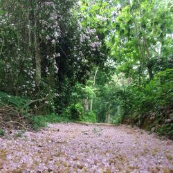 View of trees in forest