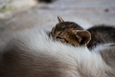 Close-up of a cat sleeping