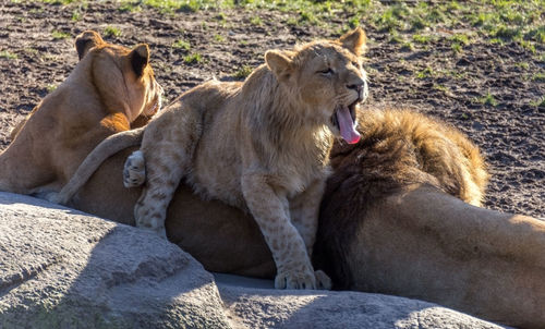 Close-up of lion relaxing outdoors