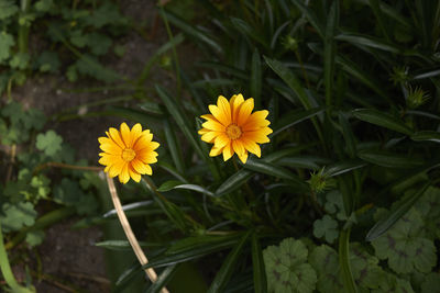 Close-up of yellow flowering plants
