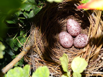 High angle view of eggs in bird nest
