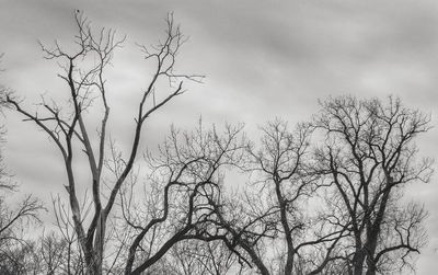 Low angle view of bare trees against sky