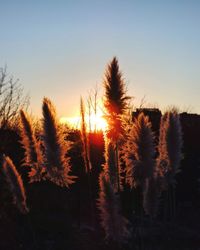 Close-up of plants on field against sky during sunset