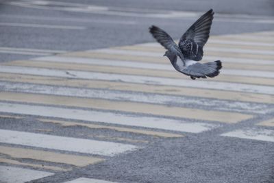 High angle view of seagull flying