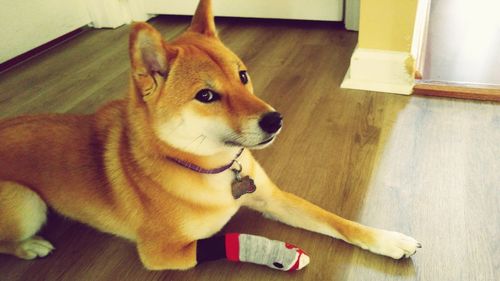 High angle view of dog sitting on hardwood floor