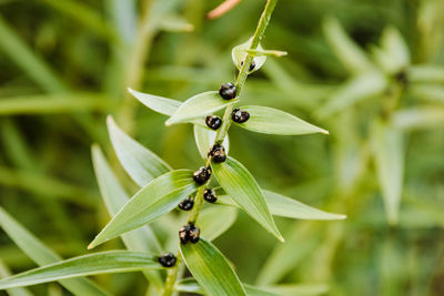 Stem of the tiger lily plant still has its seeds