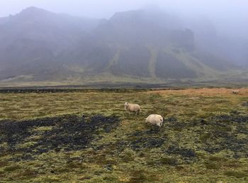 Sheep grazing on field against mountain range