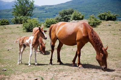 Large and small horses grazing in field in mountains in crimea