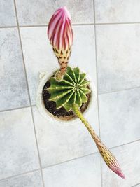 High angle view of potted plant on tiled floor