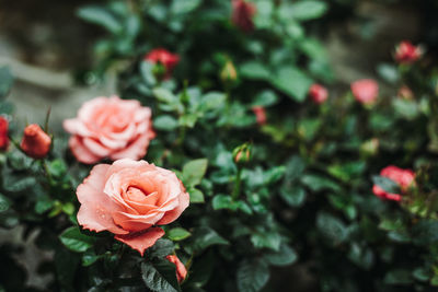 Close-up of rose roses