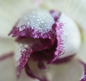 Close-up of pink flower