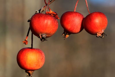 Close up of red decoration hanging on wall