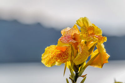 Close-up of yellow marigold flower