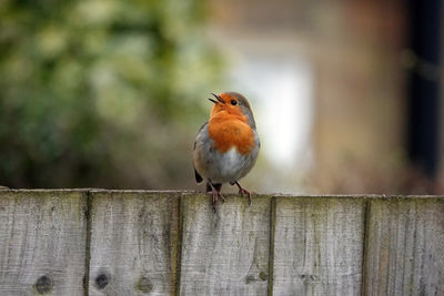 Close-up of bird perching on wooden fence