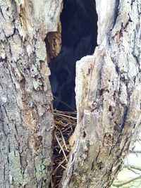Close-up of tree trunk