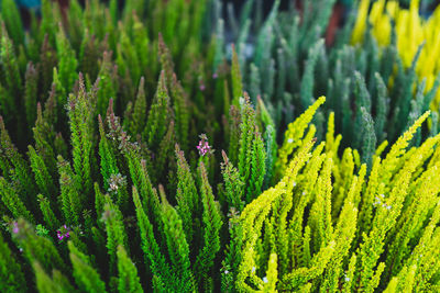 Close-up of fresh heathers for sale