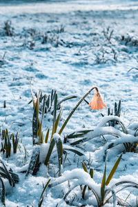 View of birds in lake during winter