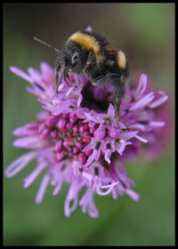 Close-up of bee on purple flower