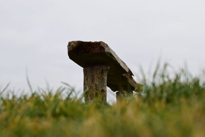 Close-up of horse on field against sky