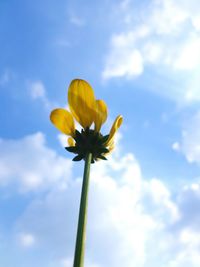 Low angle view of flower against sky