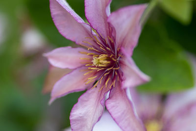 Close-up of pink flower