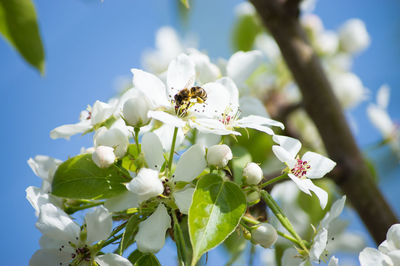 Close-up of bee pollinating flower