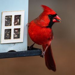Cardinal eating from feeder