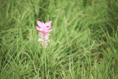 Close-up of pink flower on field