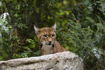 Portrait of cat on tree