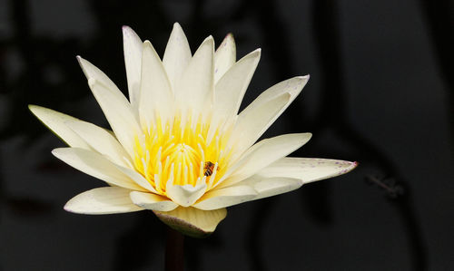 Close-up of lotus water lily