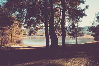 Scenic view of lake in forest