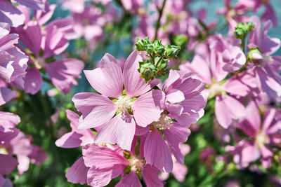 Close-up of pink flowering plant