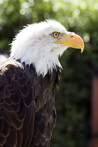 Side view of a bald eagle looking away