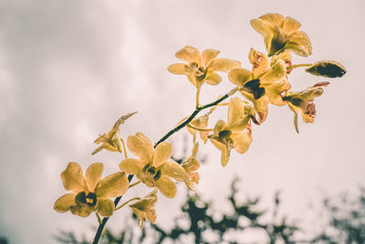 Yellow orchid, cloudy time